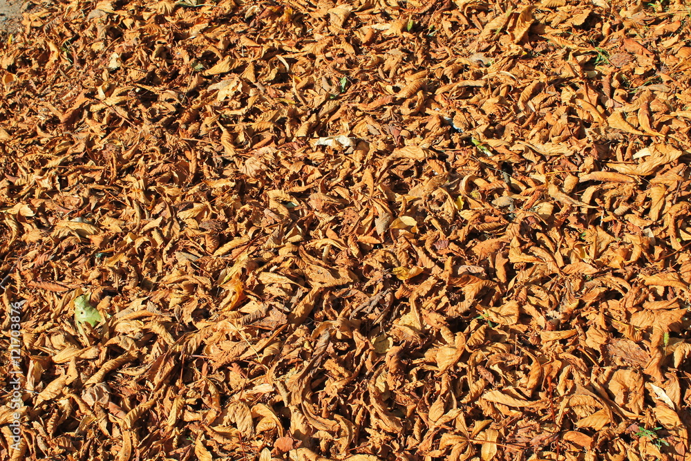Background of fallen dry leaves Background of fallen dry leaves
