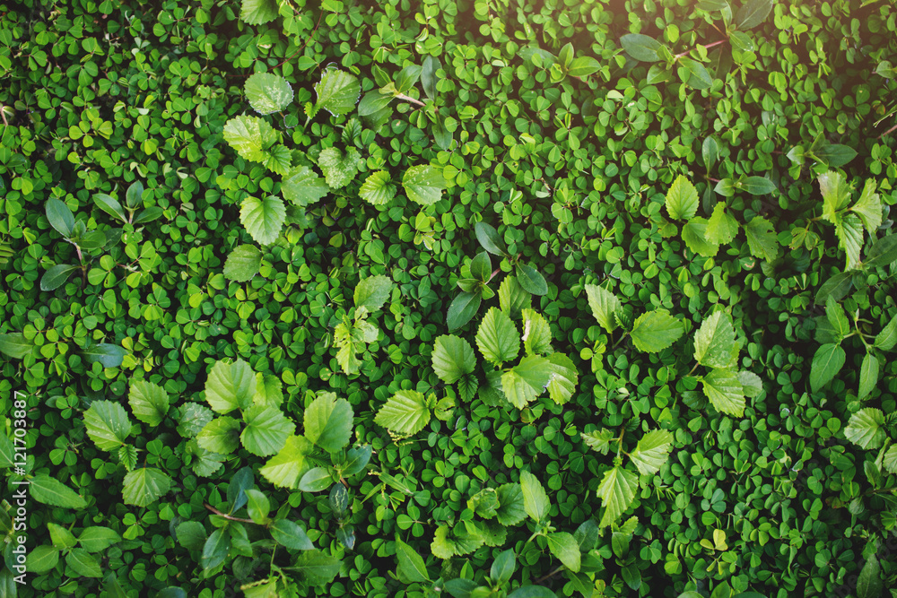 Green grass and leaf texture background in spring or summer, top view Green grass and leaf texture background in spring or summer, top view