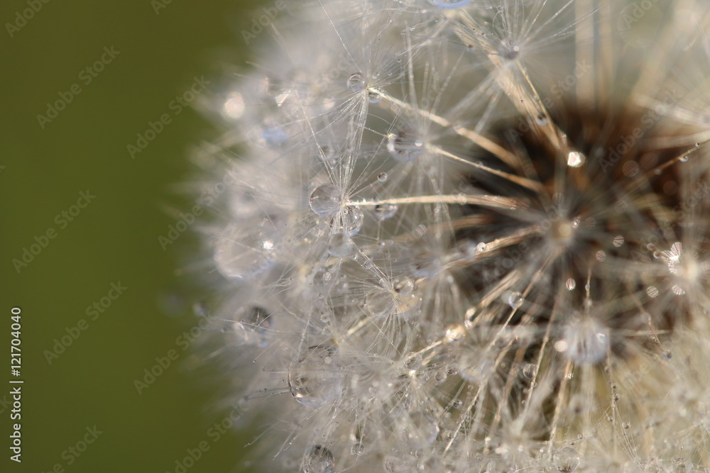 Fototapeta premium mniszek lekarski