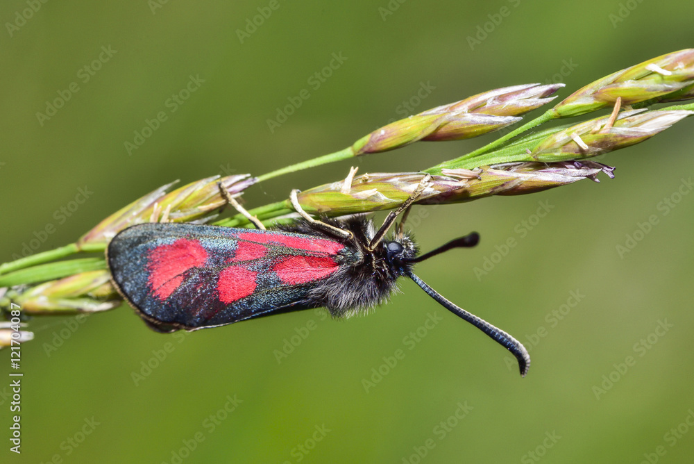 Slender Scotch Burnet Slender Scotch Burnet