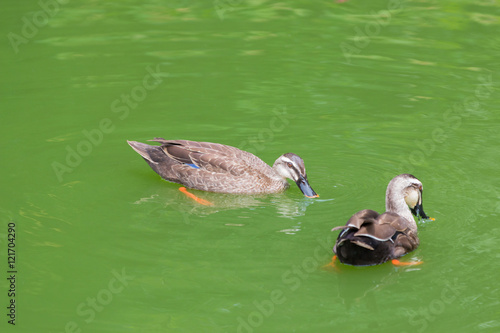 Ducks couple swimming on the pond.