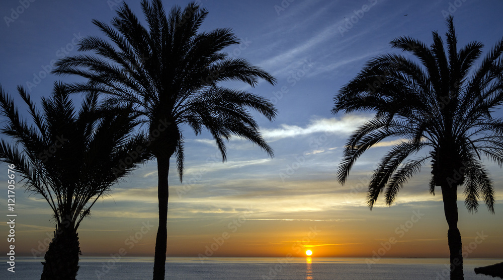beach palm tree, sunset view. Summer nature scene.