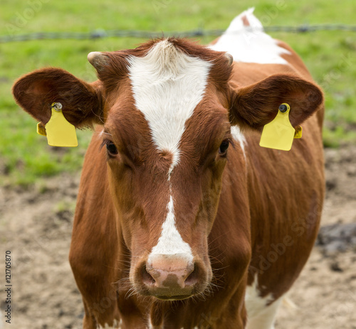 Junges Rind auf der Weide