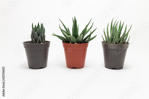 Cactus White background