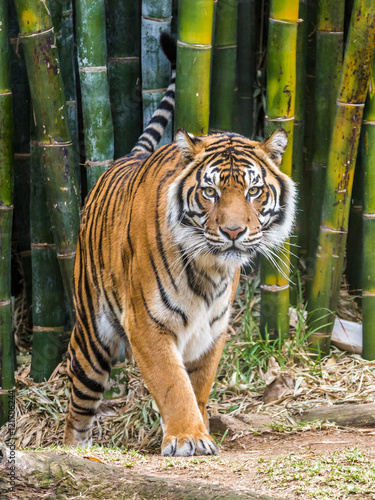 Valokuva Tiger