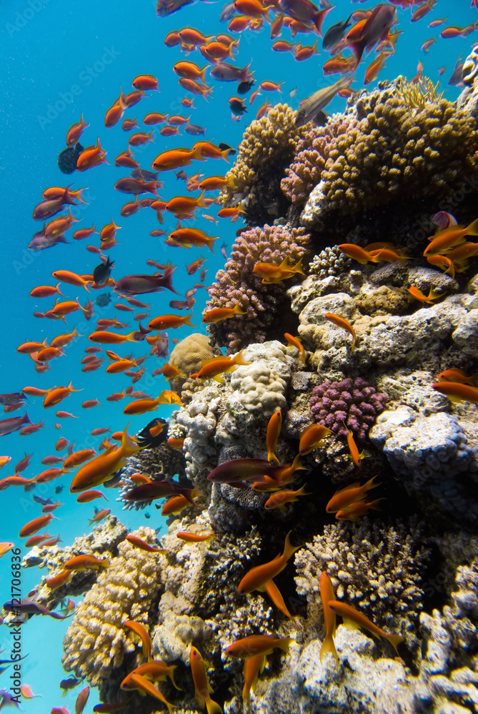 Obraz premium Marine life on the coral reef