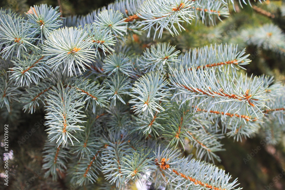 Blue spruce needles on a branch 