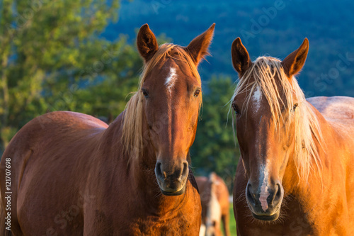 Fototapeta Naklejka Na Ścianę i Meble -  Chevaux