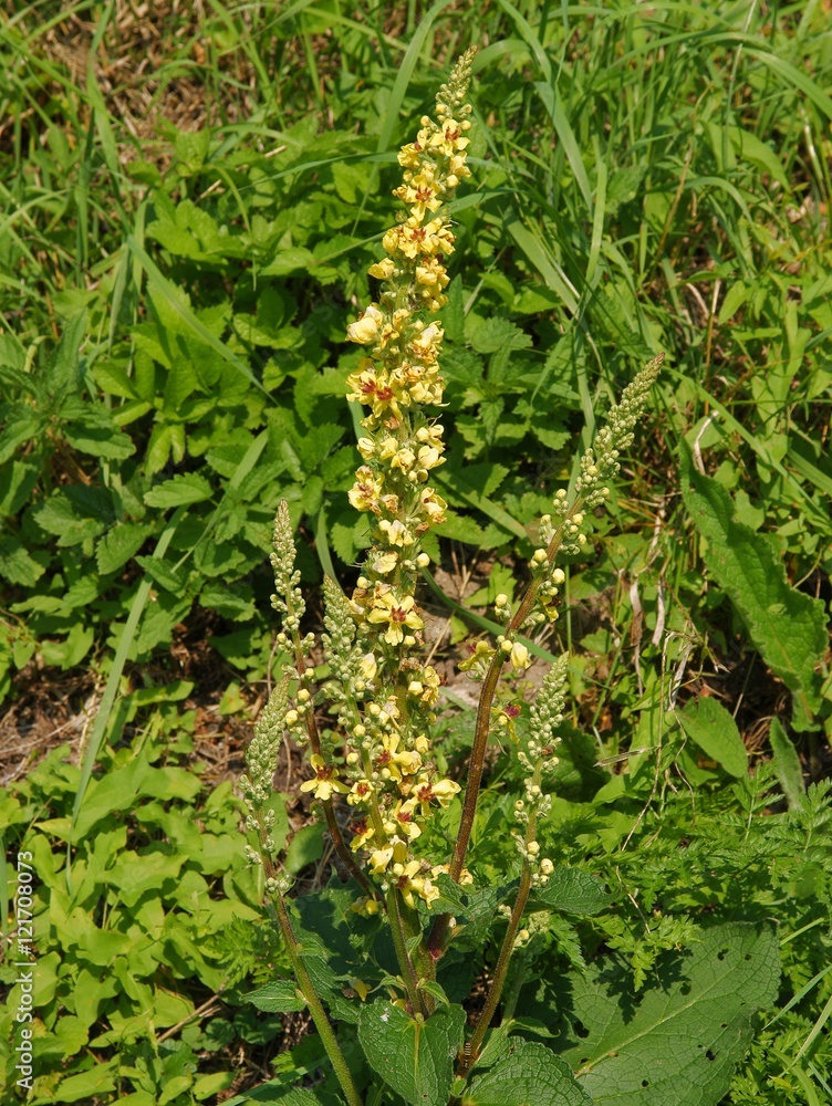 Fototapeta premium wild plant sticklewort with yellow flowers