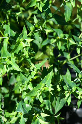 Kreuzblättrige Wolfsmilch - Euphorbia lathyris 