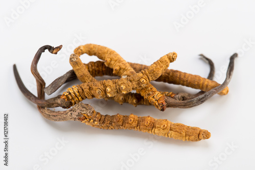 Yarsagumba Ingredient used in Traditional Chinese Medicine Yartsa Gunbu isolated on white background - Cordyceps sinensis