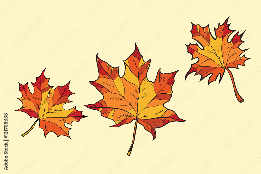 Fototapeta premium Maple leaves red