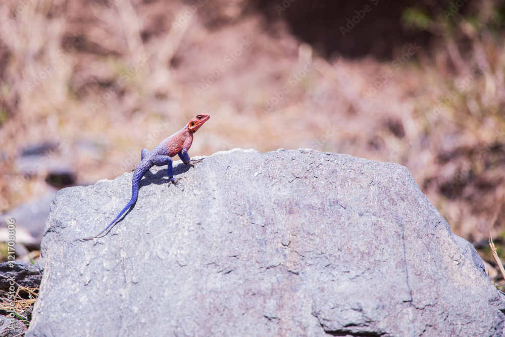 Agama lizard in Masai Mara Kenya