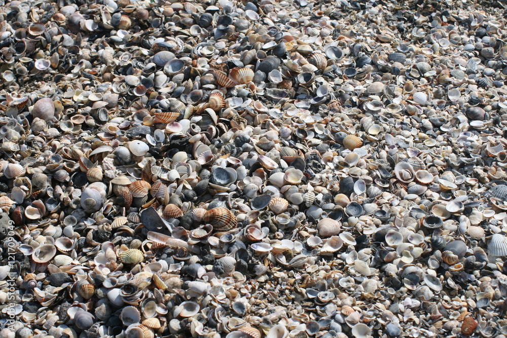 Shells on the beach Shells on the beach