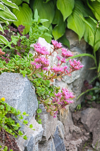 sedum on the rocks