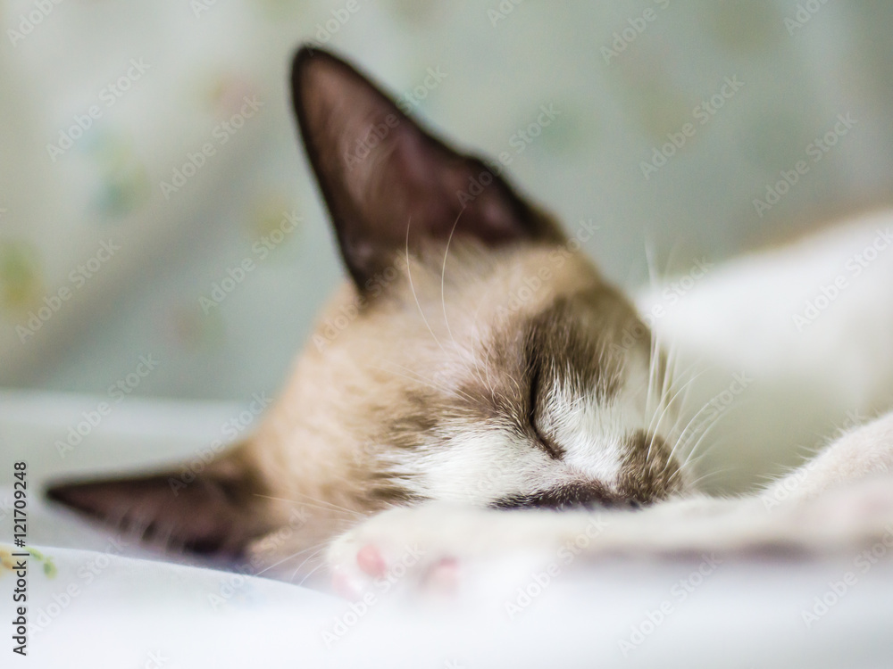 Cute cat sleeping on the couch soft focus image.