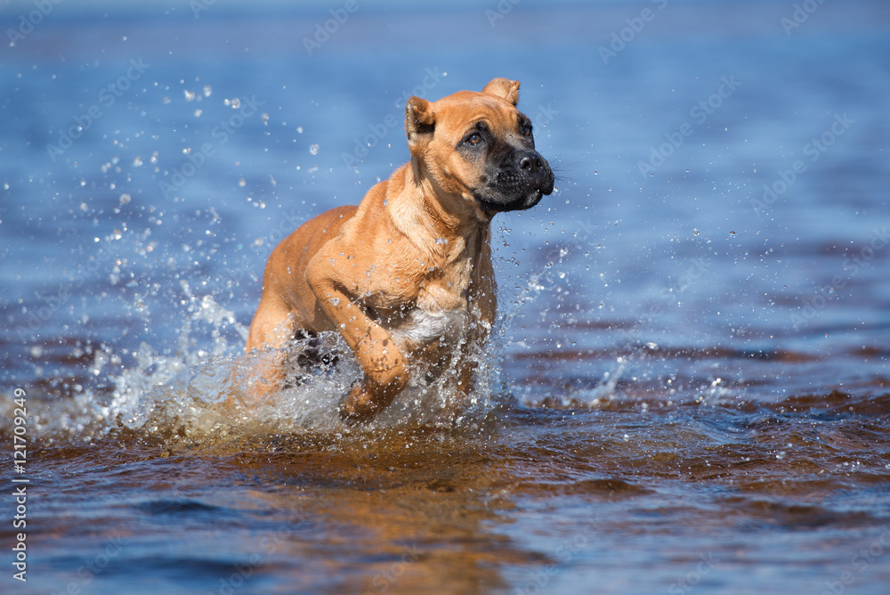 happy red cane corso puppy in the sea