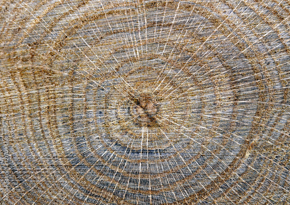 Cross section of tree trunk texture.Slice of wood timber natural background.Wood rings texture.Tree stump background.