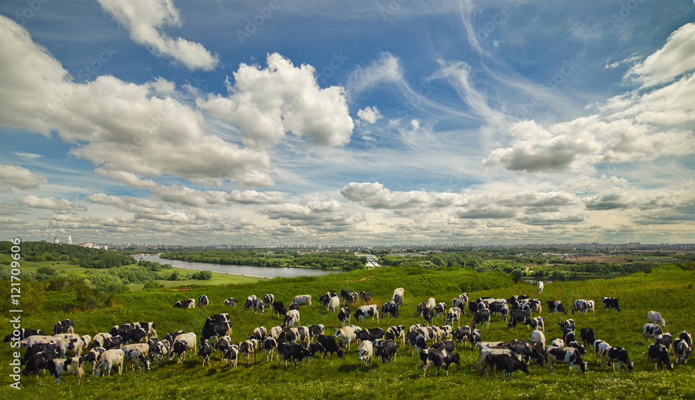 Fototapeta premium Cows on pasture grazing near the town.