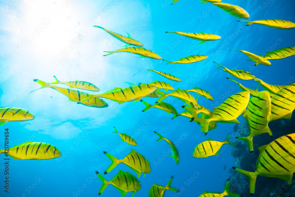 Fototapeta premium Flock of fish in ocean