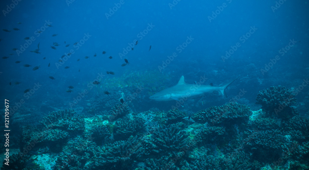 Fototapeta premium Reef shark flowing in coral bottom