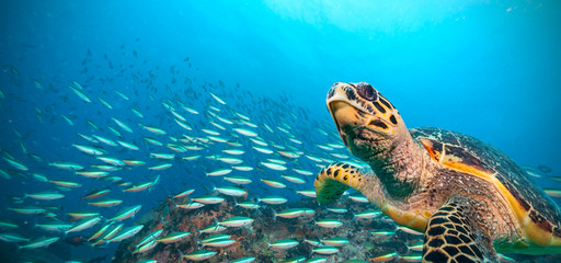 Fototapete Unterwasser Echte Karettschildkröte im Indischen Ozean  © Jag_cz