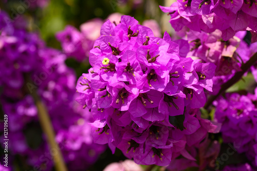 Pink Bougainvillea flowers