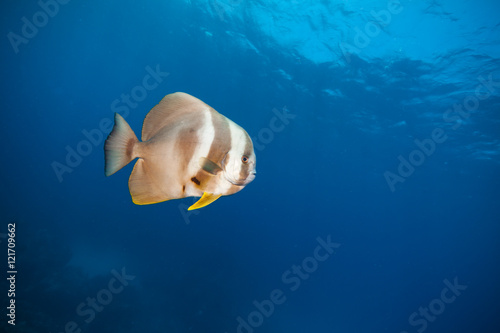 Beautiful flat fish in ocean © Jag_cz