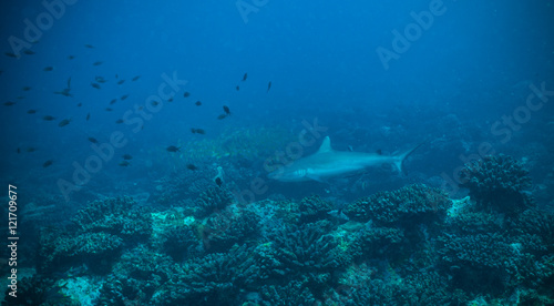 Reef shark flowing in coral bottom