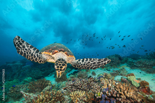 Hawksbill Sea Turtle in Indian ocean © Jag_cz