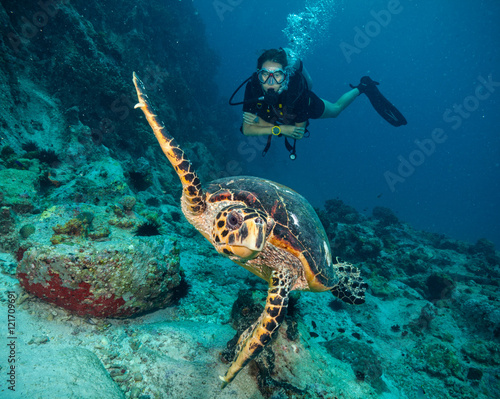 Canvas Print Scuba diver with Hawksbill turtle