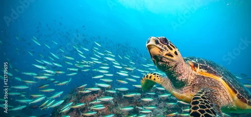Obraz Hawksbill Sea Turtle na Oceanie Indyjskim