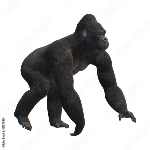 3D Rendering Gorilla on White