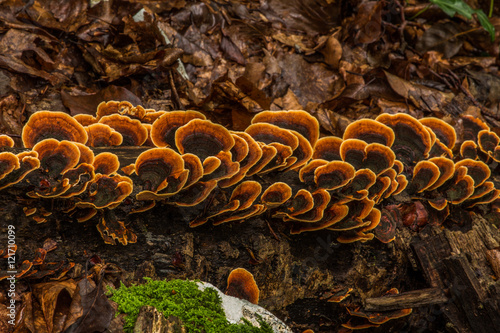 Картината върху платно mushroom