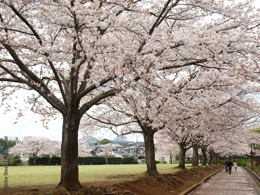 春爛漫な桜並木
