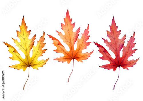 Maple leaf isolated on a white background. Watercolor