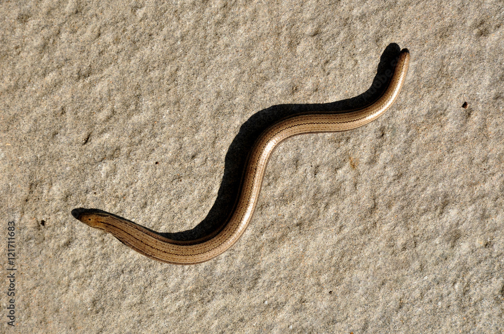 Blindschleiche Blindschleiche