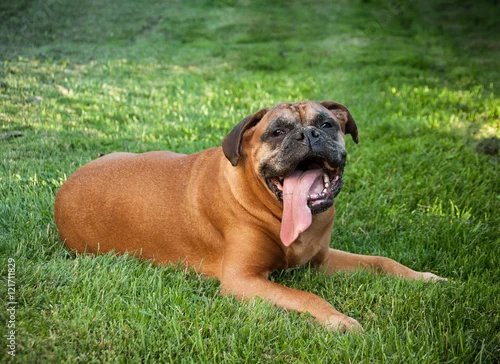 Obraz Dorosły pies rasy Boxer.