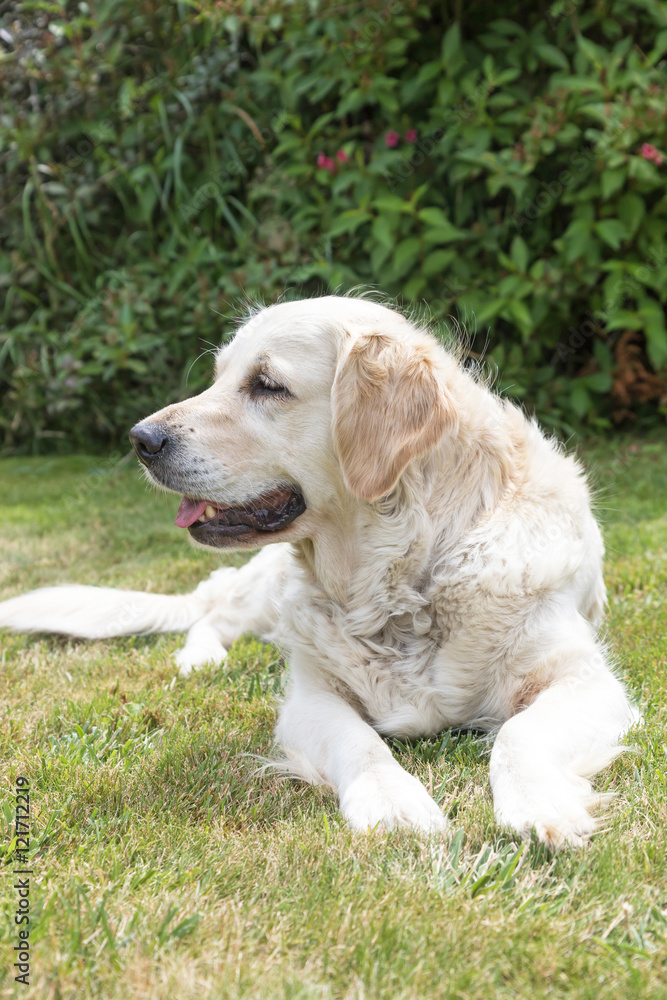 Side view portrait of the Golden Retriever dog lying on the lawn. The dog is looking to the right. Green plants are in the background. Vertically. Side view portrait of the Golden Retriever dog lying on the lawn. The dog is looking to the right. Green plants are in the background. Vertically.
