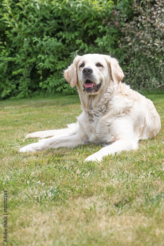 Front view portrait of the Golden Retriever dog lying on the lawn. The dog is looking at the camera. Vertically. Front view portrait of the Golden Retriever dog lying on the lawn. The dog is looking at the camera. Vertically.