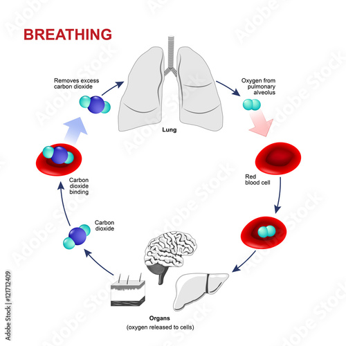 Respiration or Breathing