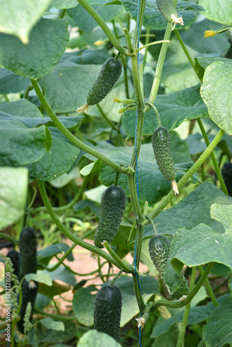 fruit cucumbers on the plant before harvesting