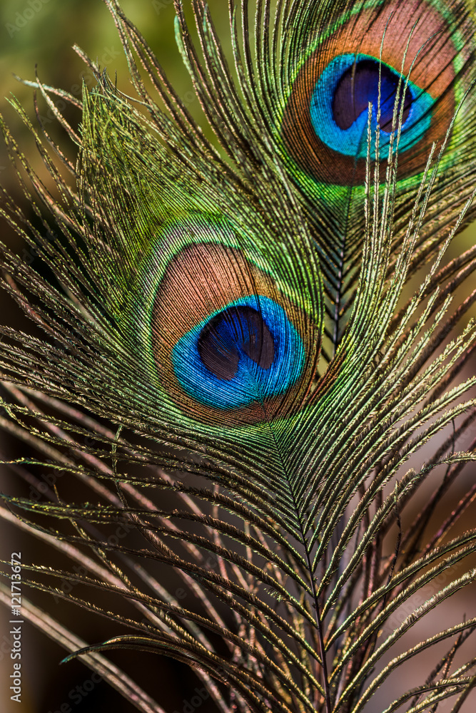 Fototapeta premium Colorful Indian Peacock tail eyes