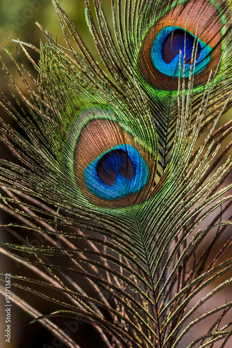 Colorful Indian Peacock tail eyes