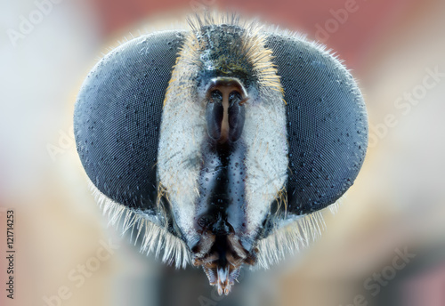 fly macro insect nature animal eye bug close small wildlife head portrait color sharp