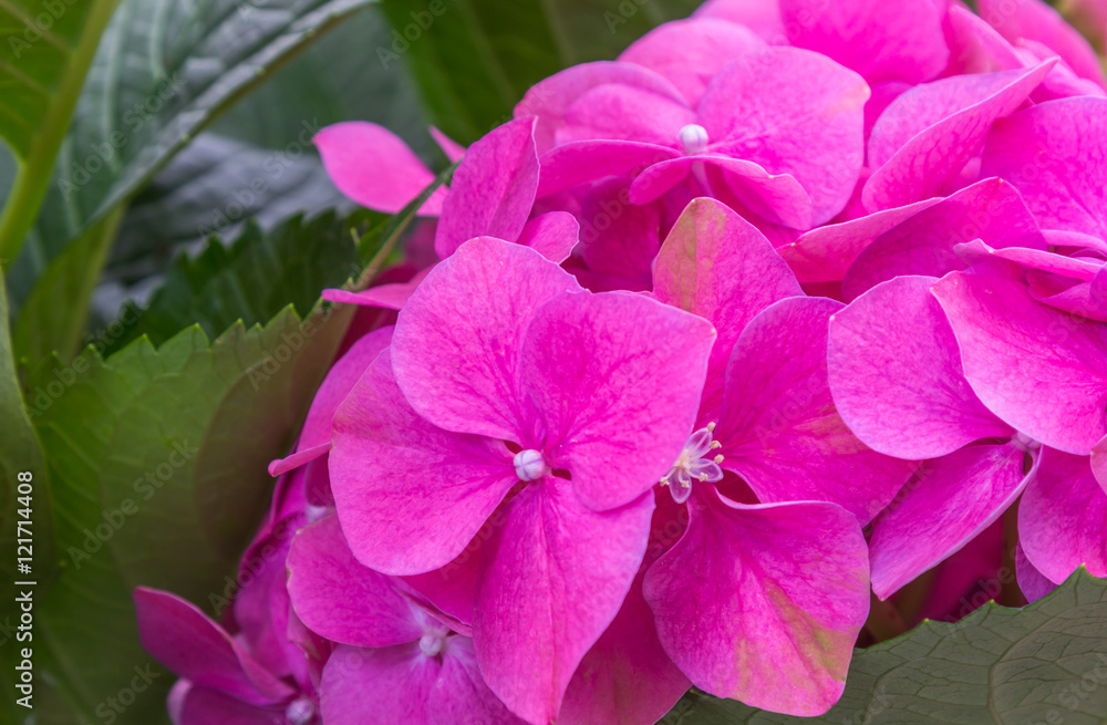 Fototapeta premium Fundo colorido com flores.