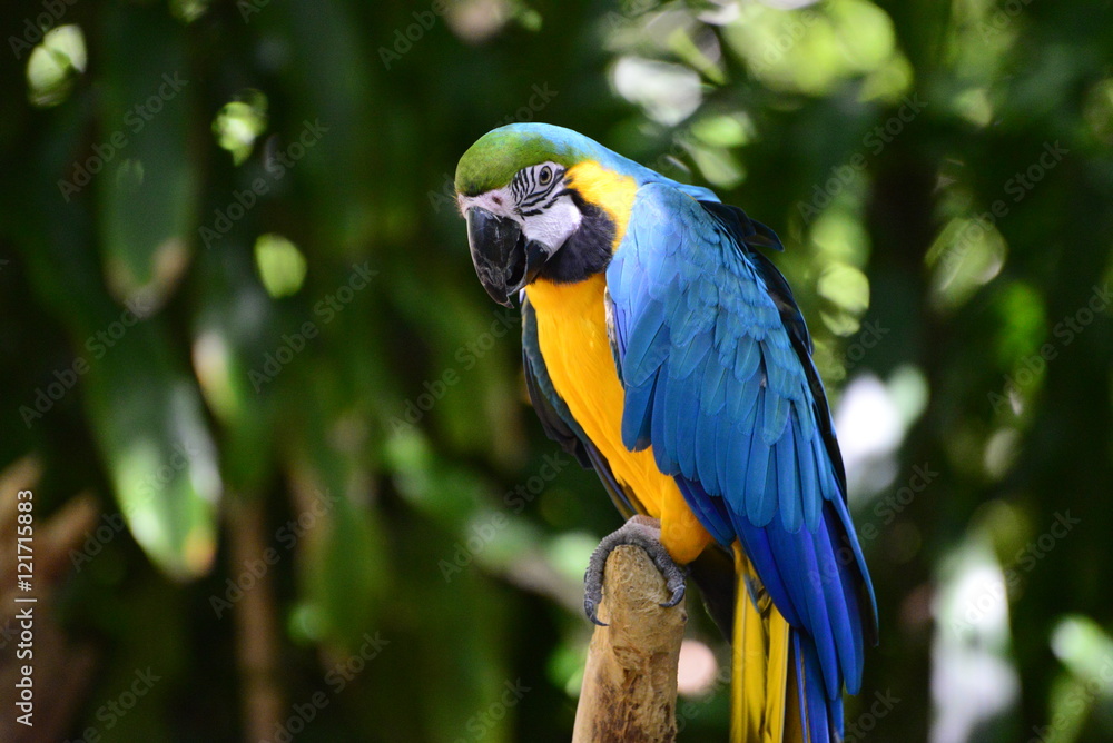 Obraz premium Tropical Parrot