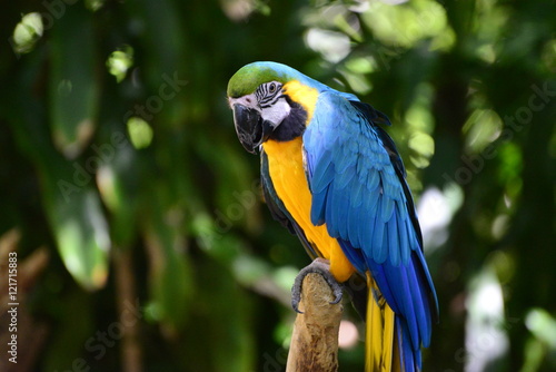 Tropical Parrot