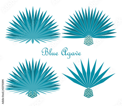 Blue agave or tequila agave plant. Vector set