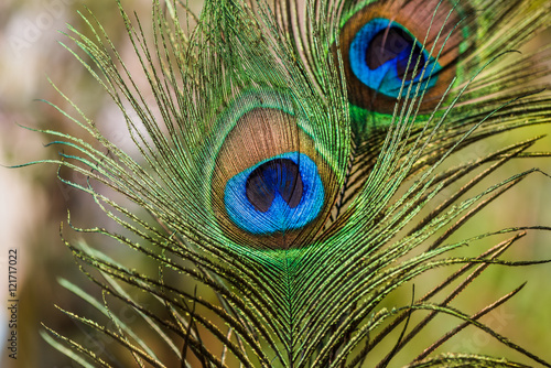 Peacock tail eye shining uo under sun light